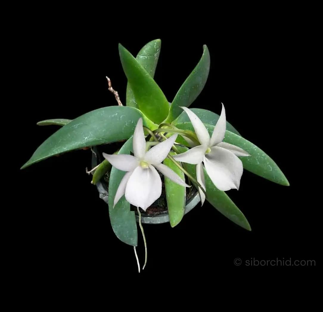 Angraecum leonis - Angraecum leonis