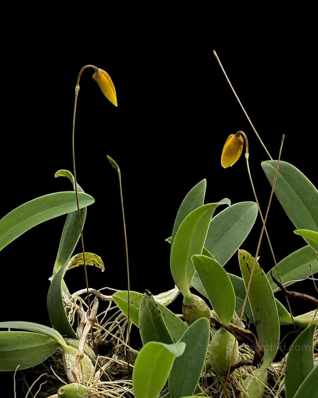 Bulbophyllum pardalotum - Bulbophyllum pardalotum siborchid