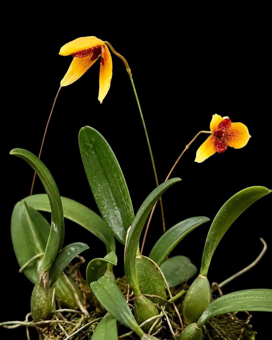 Bulbophyllum pardalotum - Bulbophyllum pardalotum siborchid