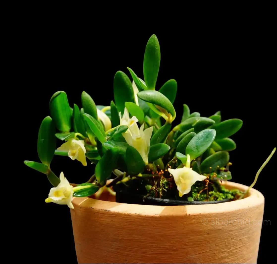 Dendrobium quadrangulare - dendrobium quadrangulare