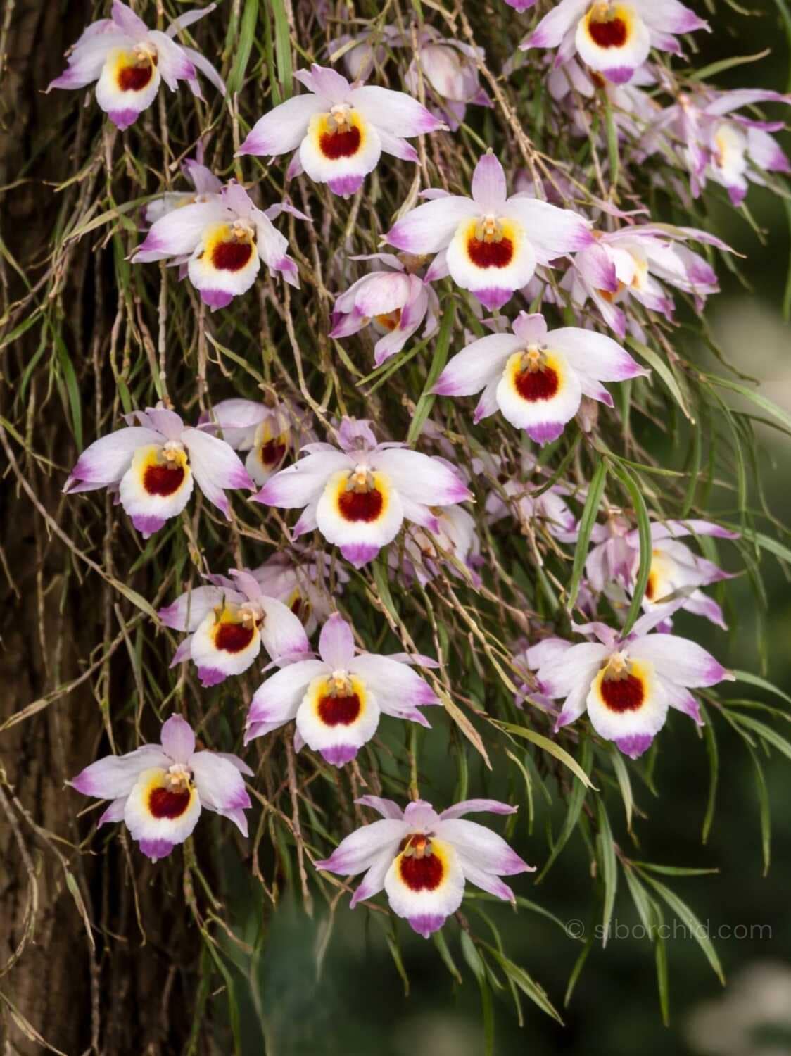 Dendrobium falconeri - Dendrobium falconeri