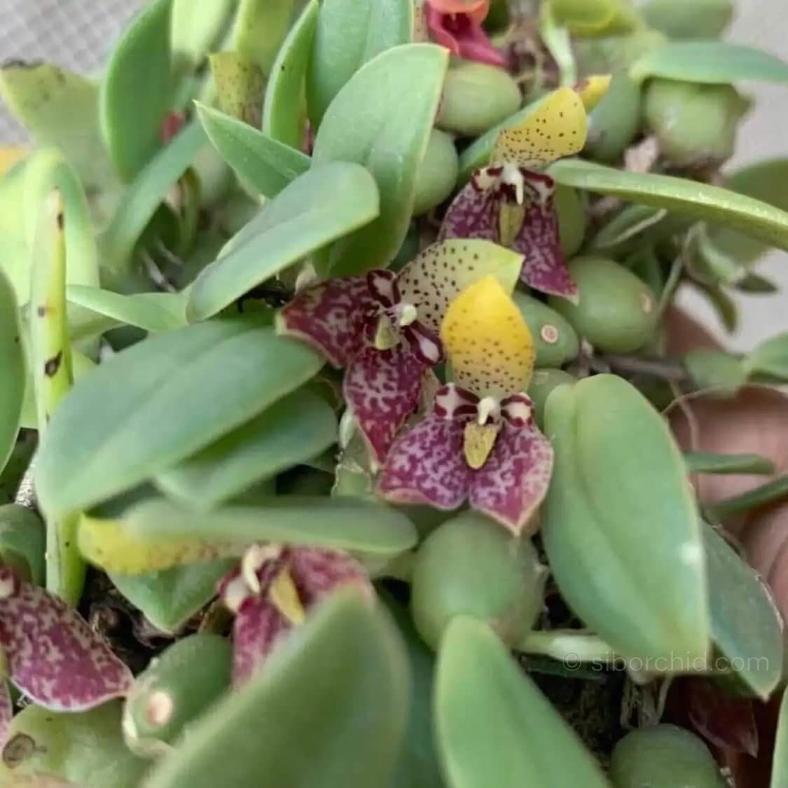 trias cambodiana