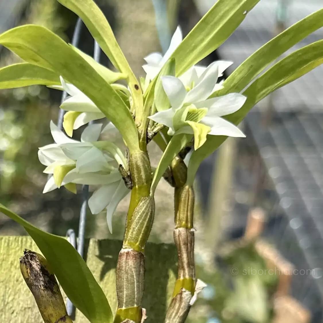 Dendrobium scabrilingue (Medium Size) - Dendrobium scabrilingue (Medium Size)