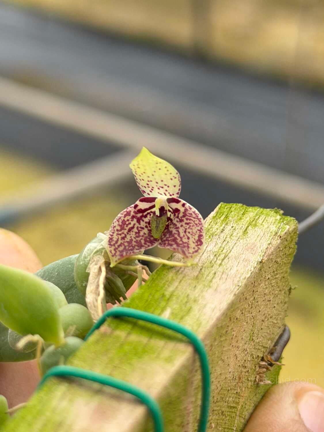 Bulbophyllum cambodianum