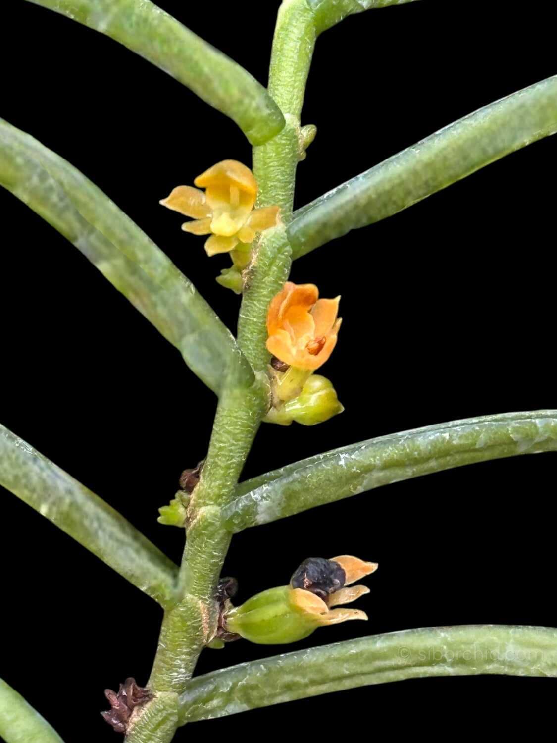 Adenoncos parviflora - Adenoncos parviflora