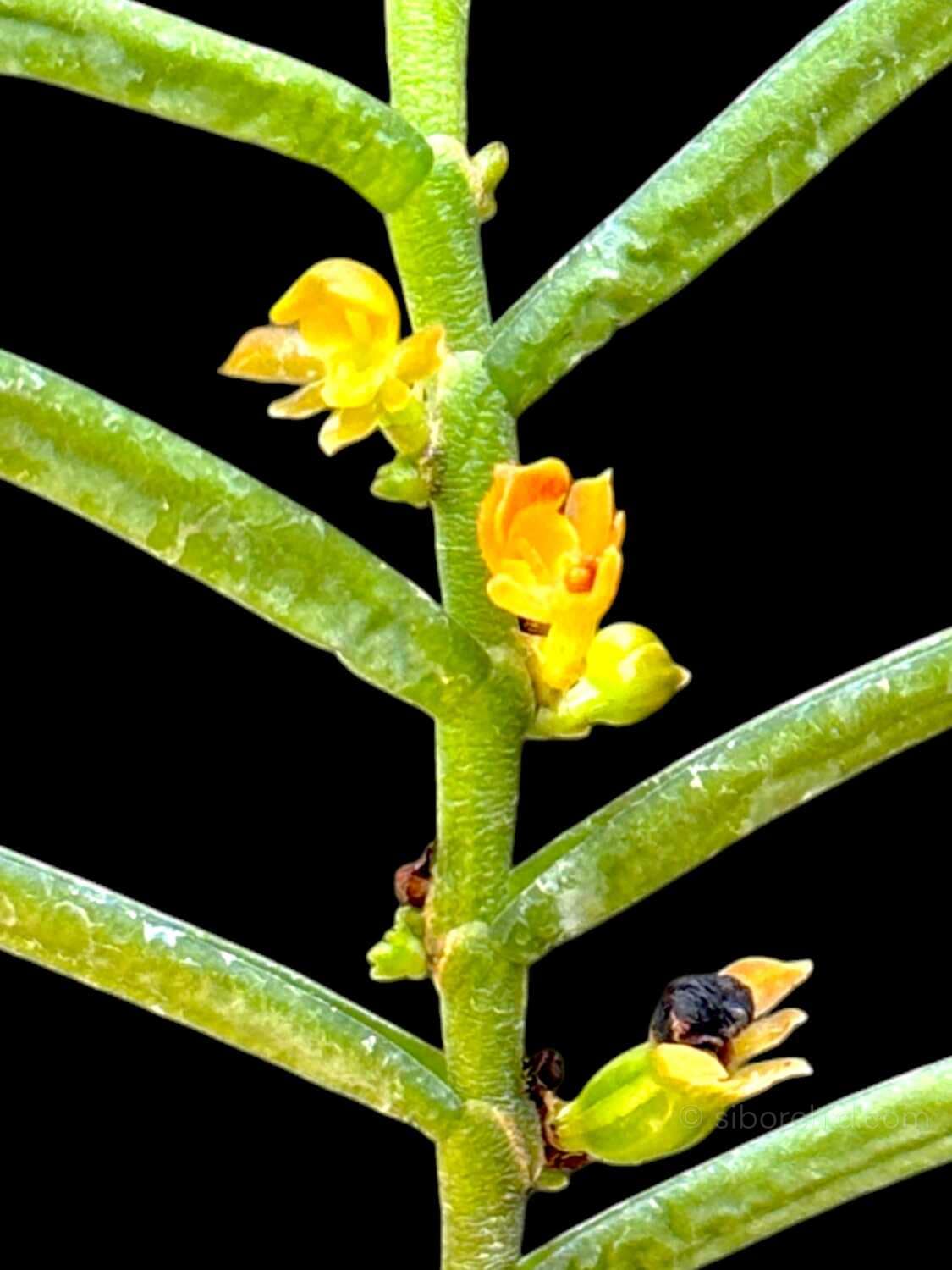 Adenoncos parviflora - Adenoncos parviflora