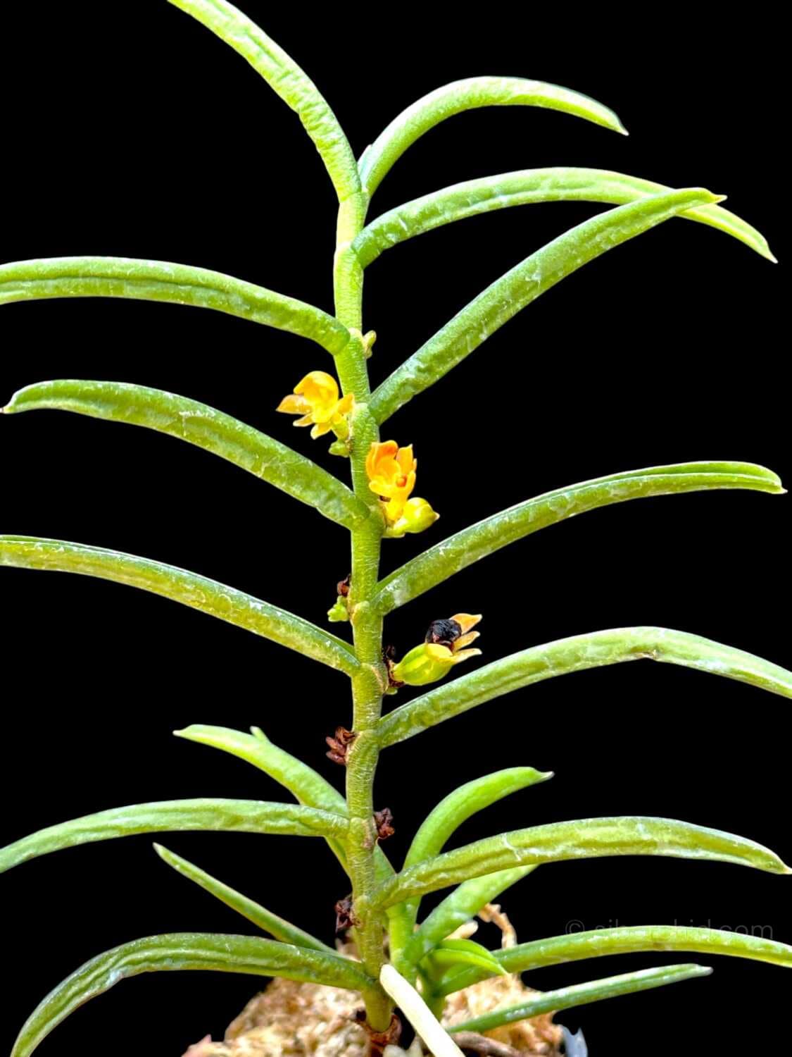 Adenoncos parviflora - Adenoncos parviflora