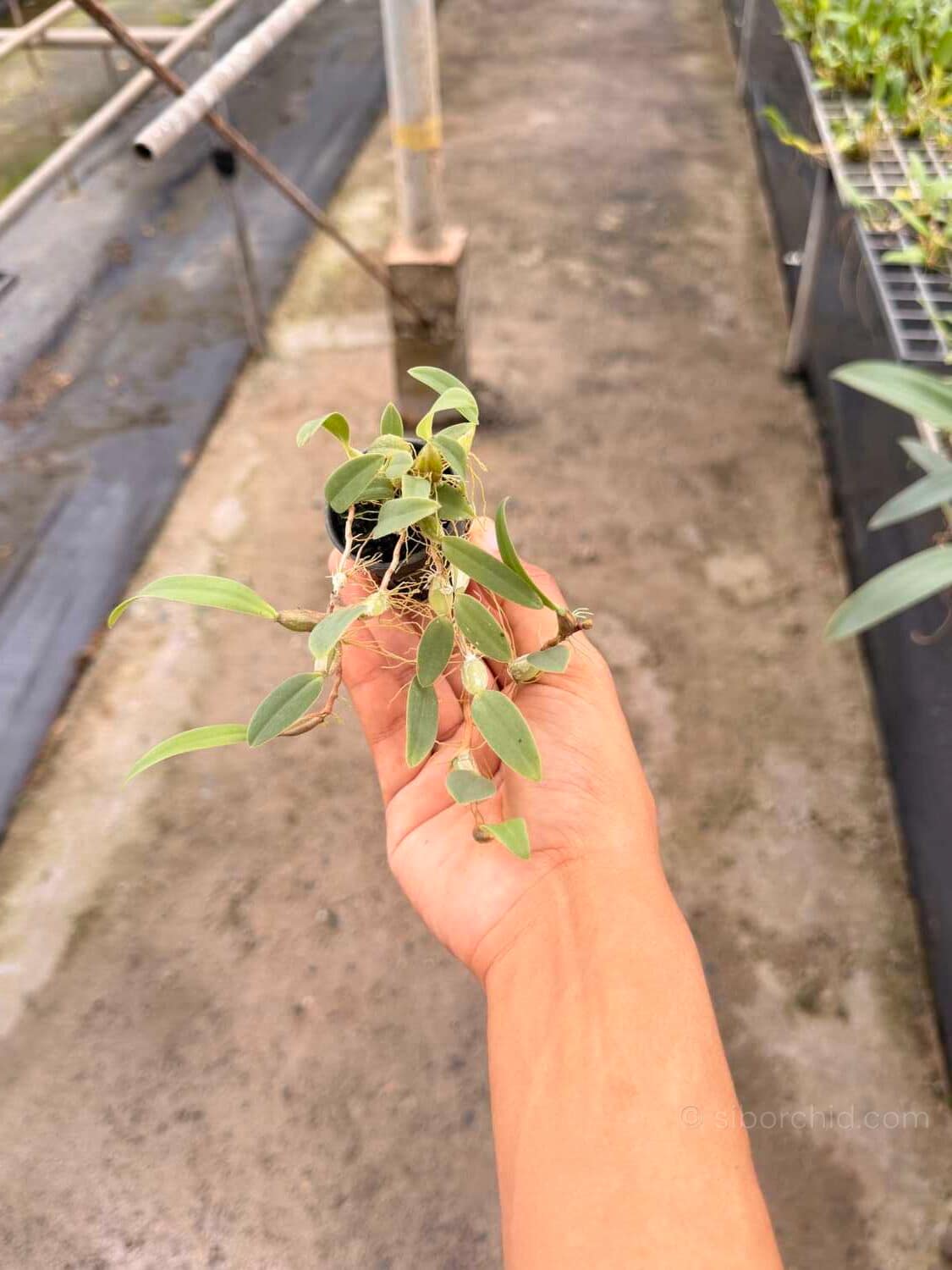 Bulbophyllum pardalotum - Bulbophyllum pardalotum siborchid