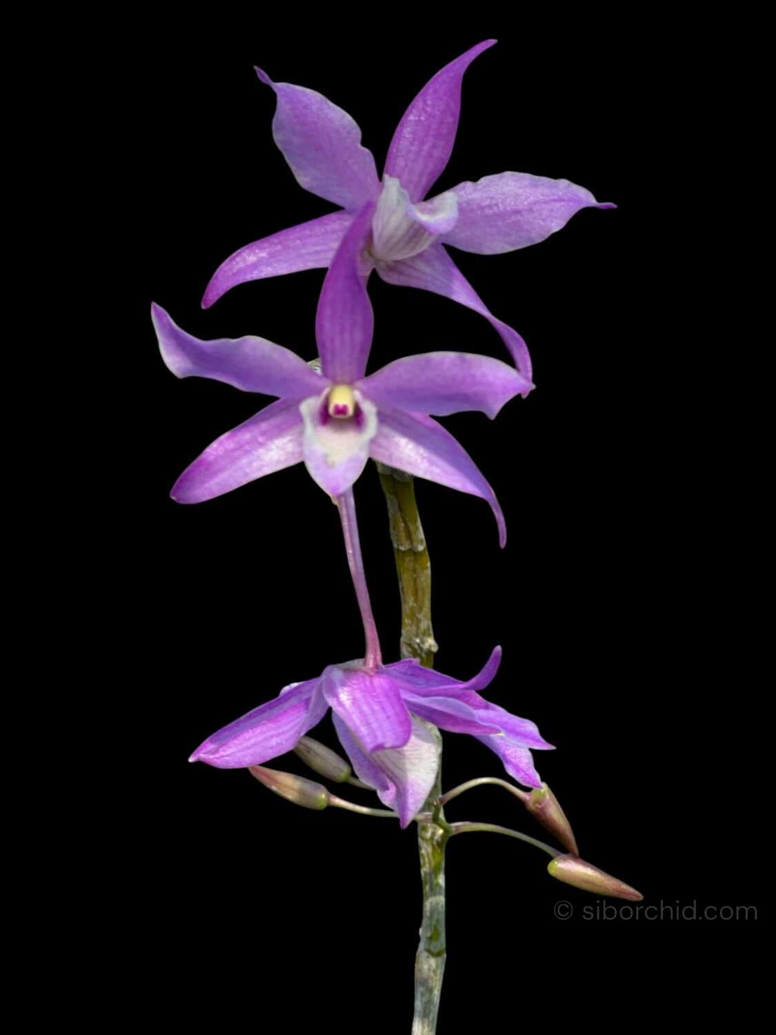 Dendrobium hercoglossum - Dendrobium hercoglossum