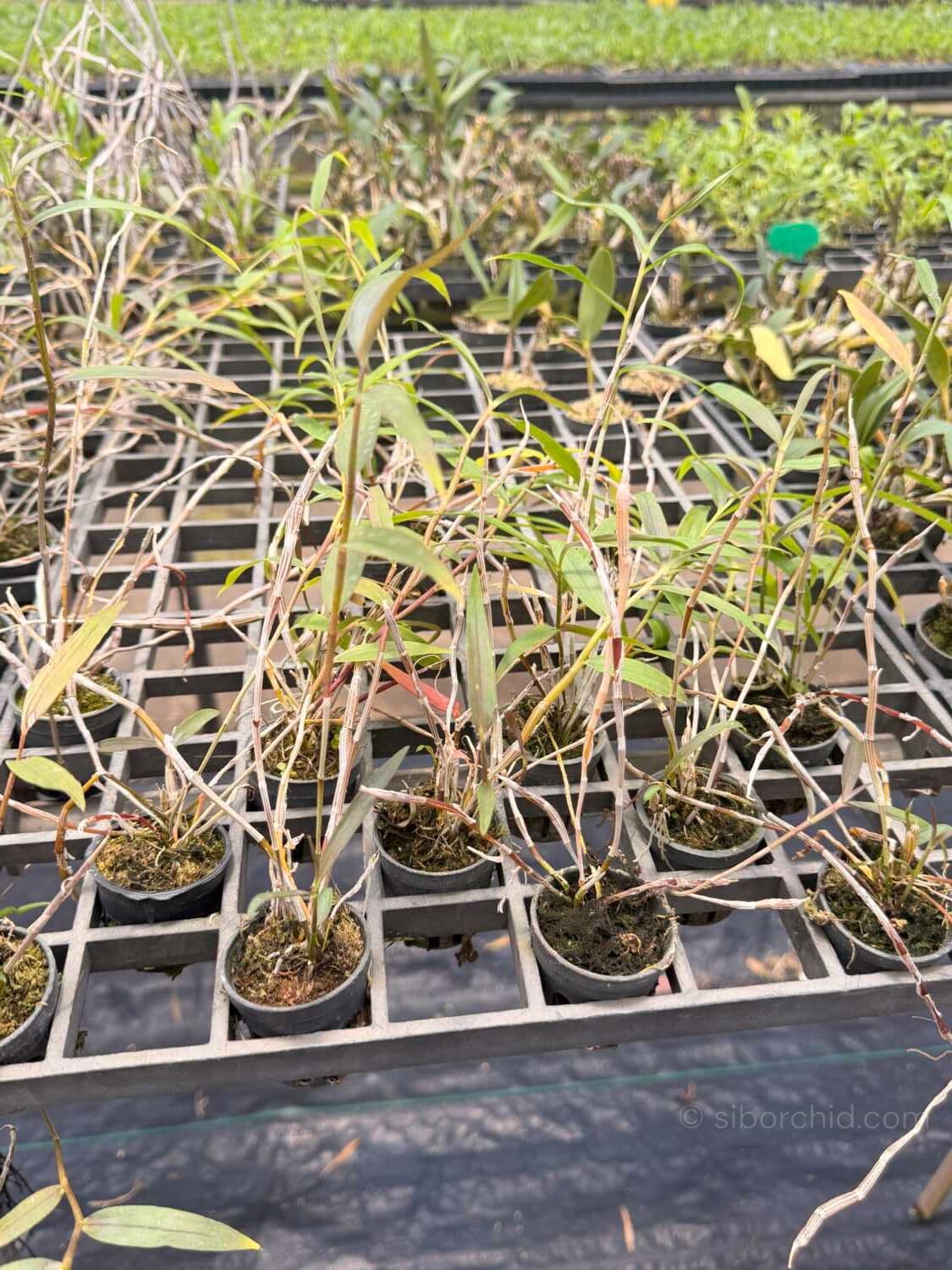 Dendrobium devonianum - Dendrobium devonianum