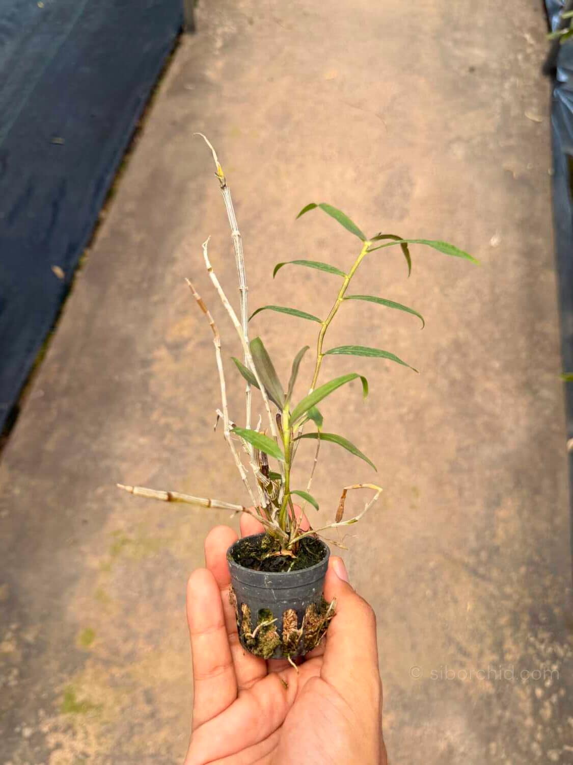 Dendrobium devonianum - Dendrobium devonianum