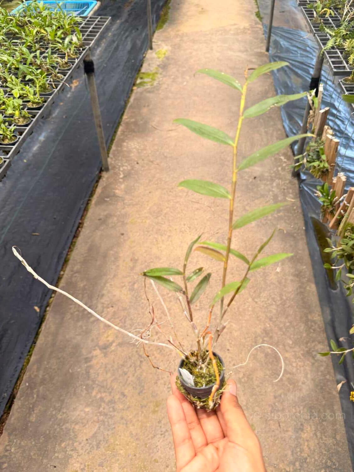 Dendrobium devonianum - Dendrobium devonianum