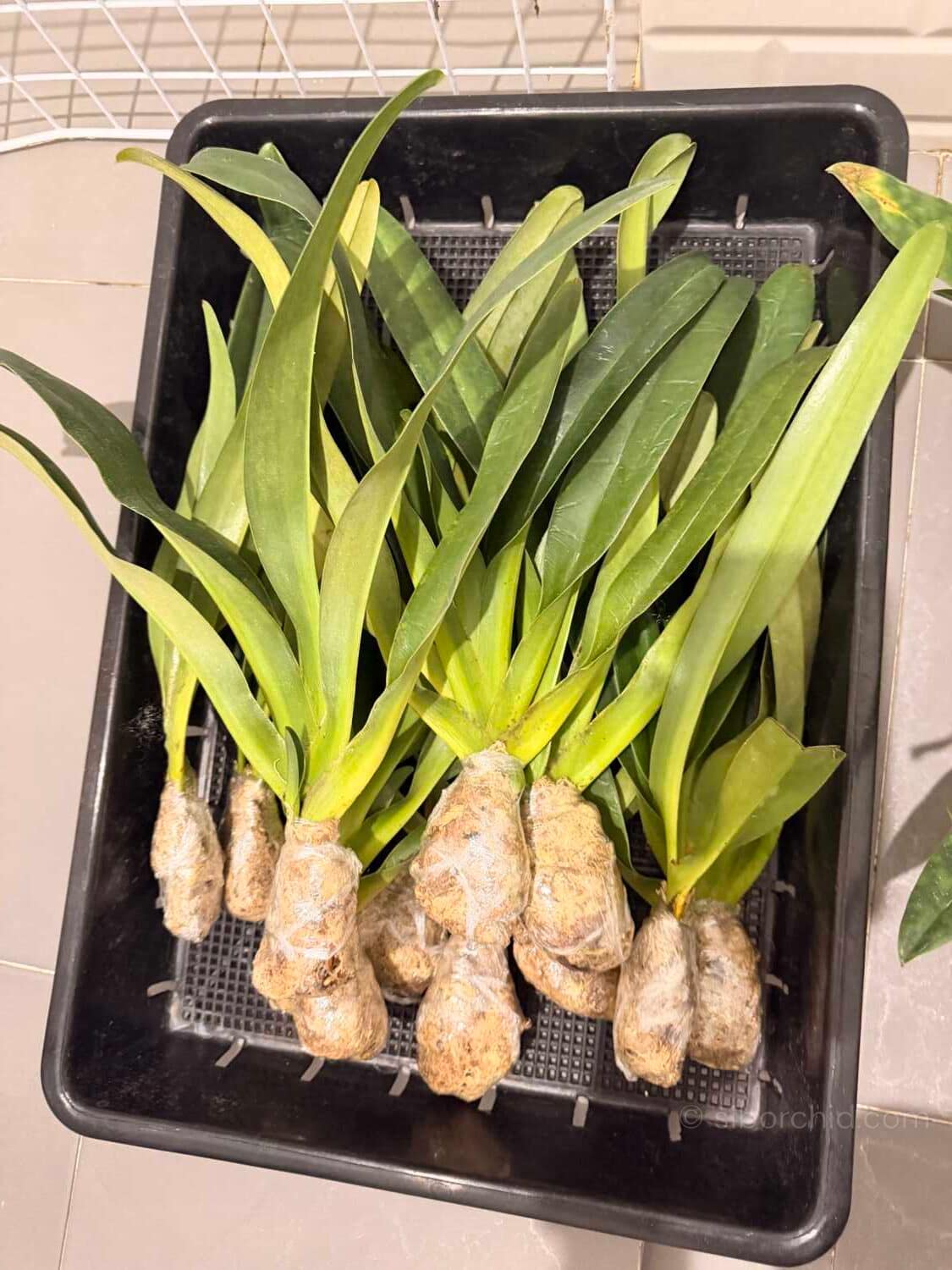 Paphiopedilum parishii - Paphiopedilum parishii