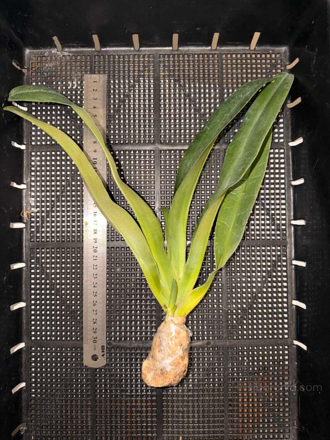 Paphiopedilum parishii - Paphiopedilum parishii