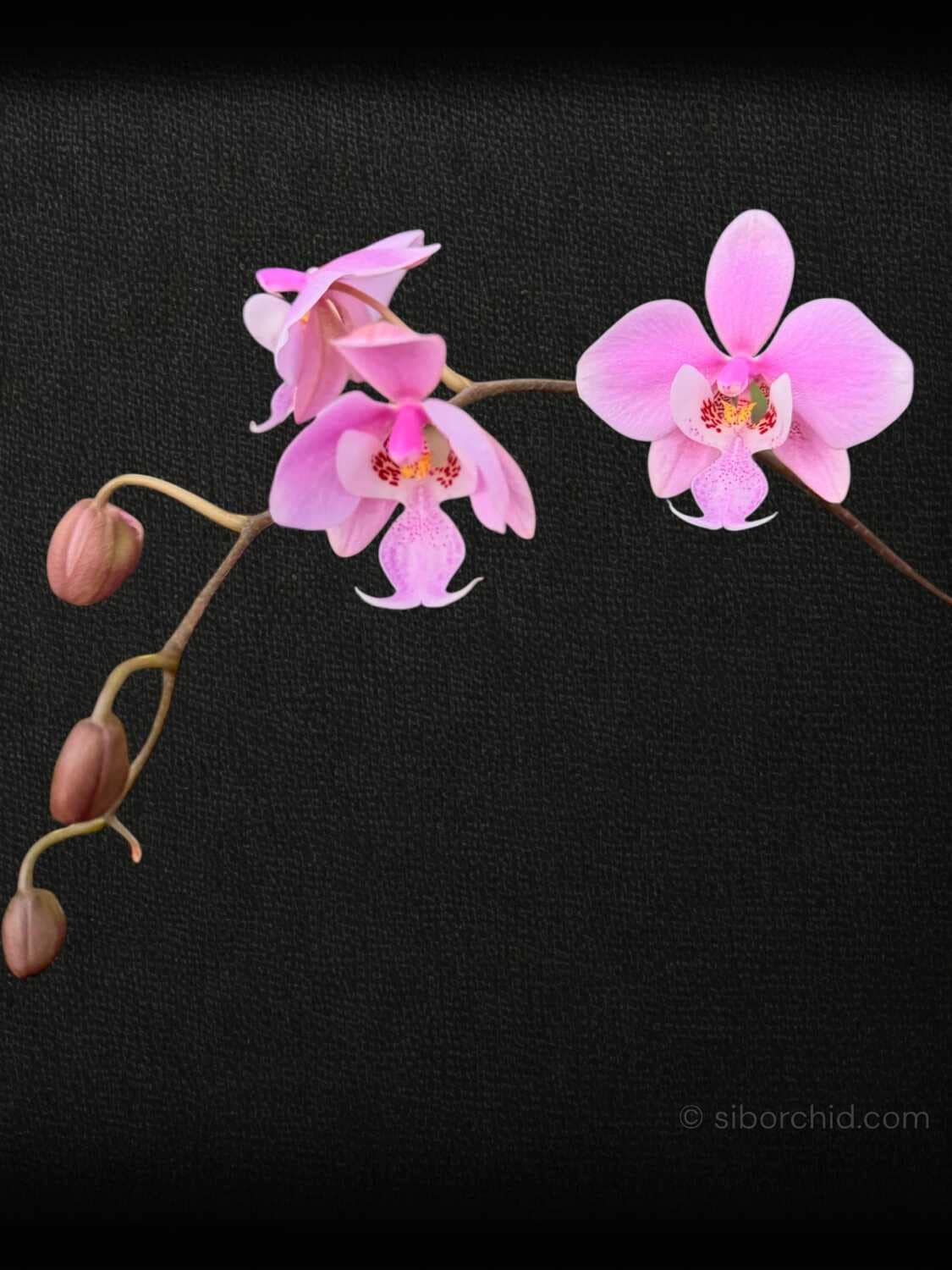 Phalaenopsis schilleriana - Phalaenopsis schilleriana