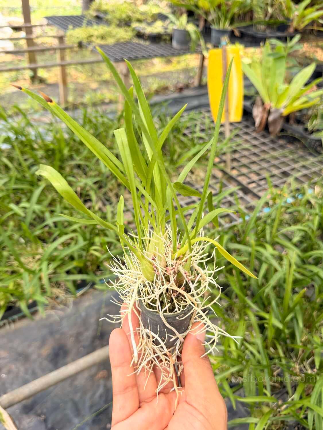 Acriopsis indica - Acriopsis indica - Image 2