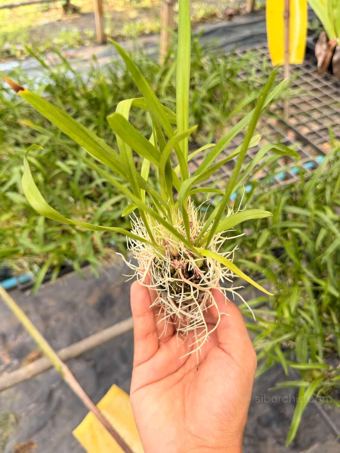 Acriopsis indica - Acriopsis indica - Image 3