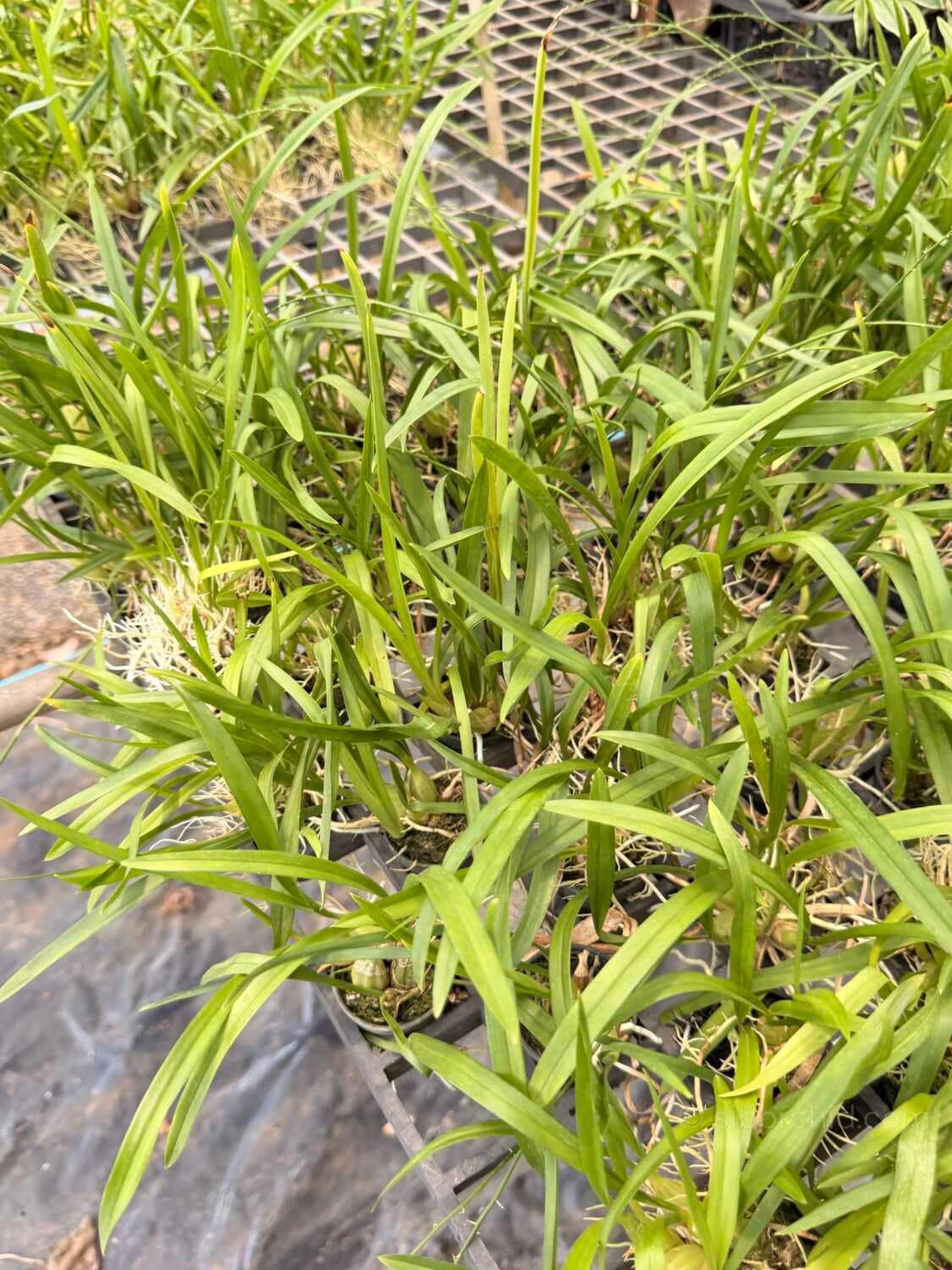 Acriopsis indica - Acriopsis indica - Image 4