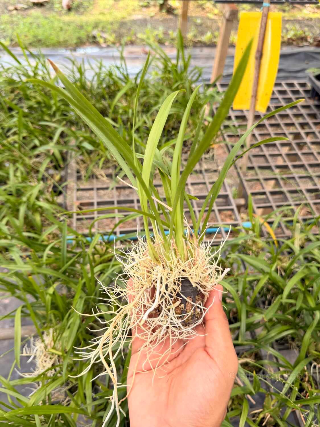 Acriopsis indica - Acriopsis indica - Image 6