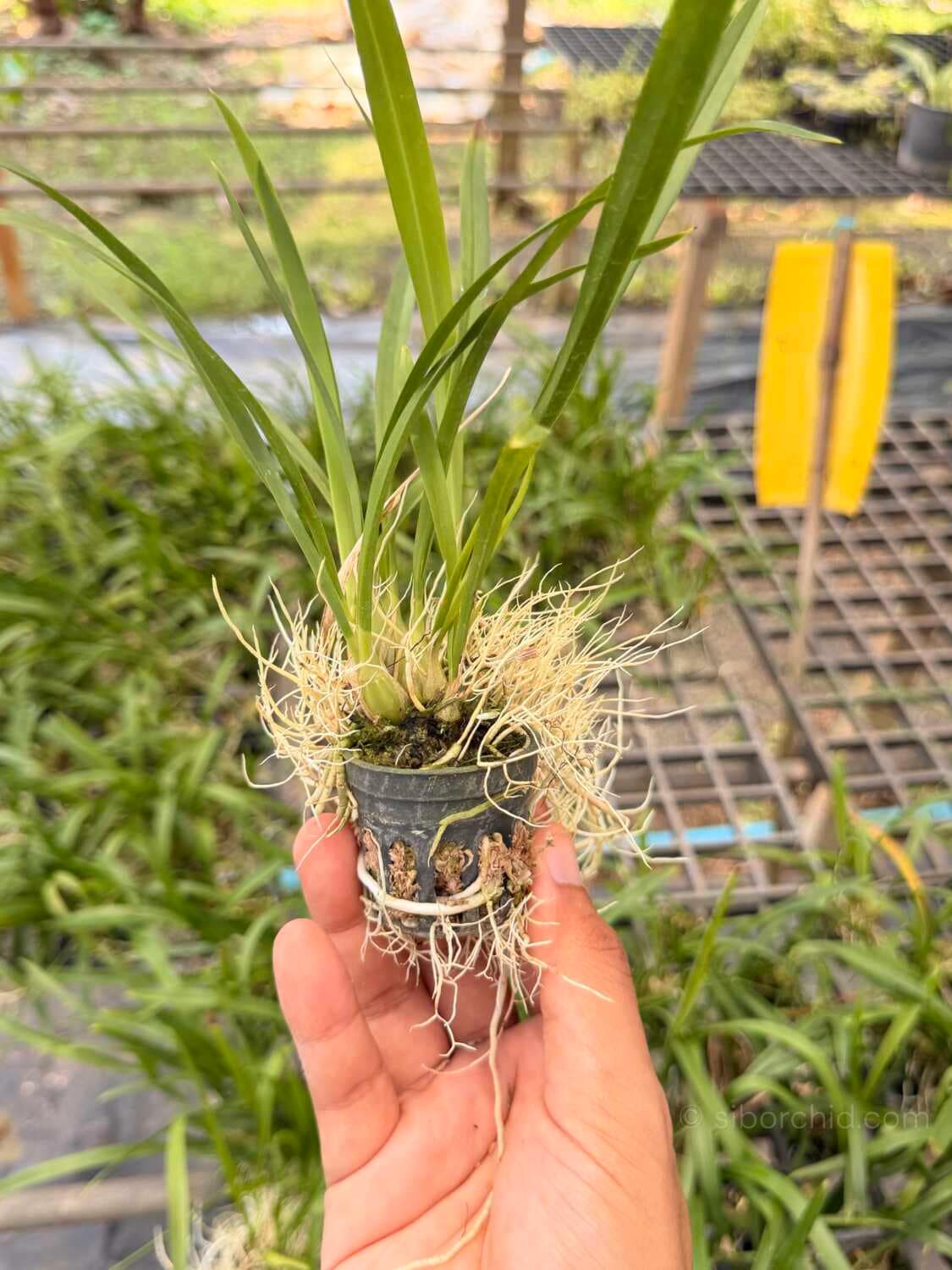 Acriopsis indica - Acriopsis indica - Image 7