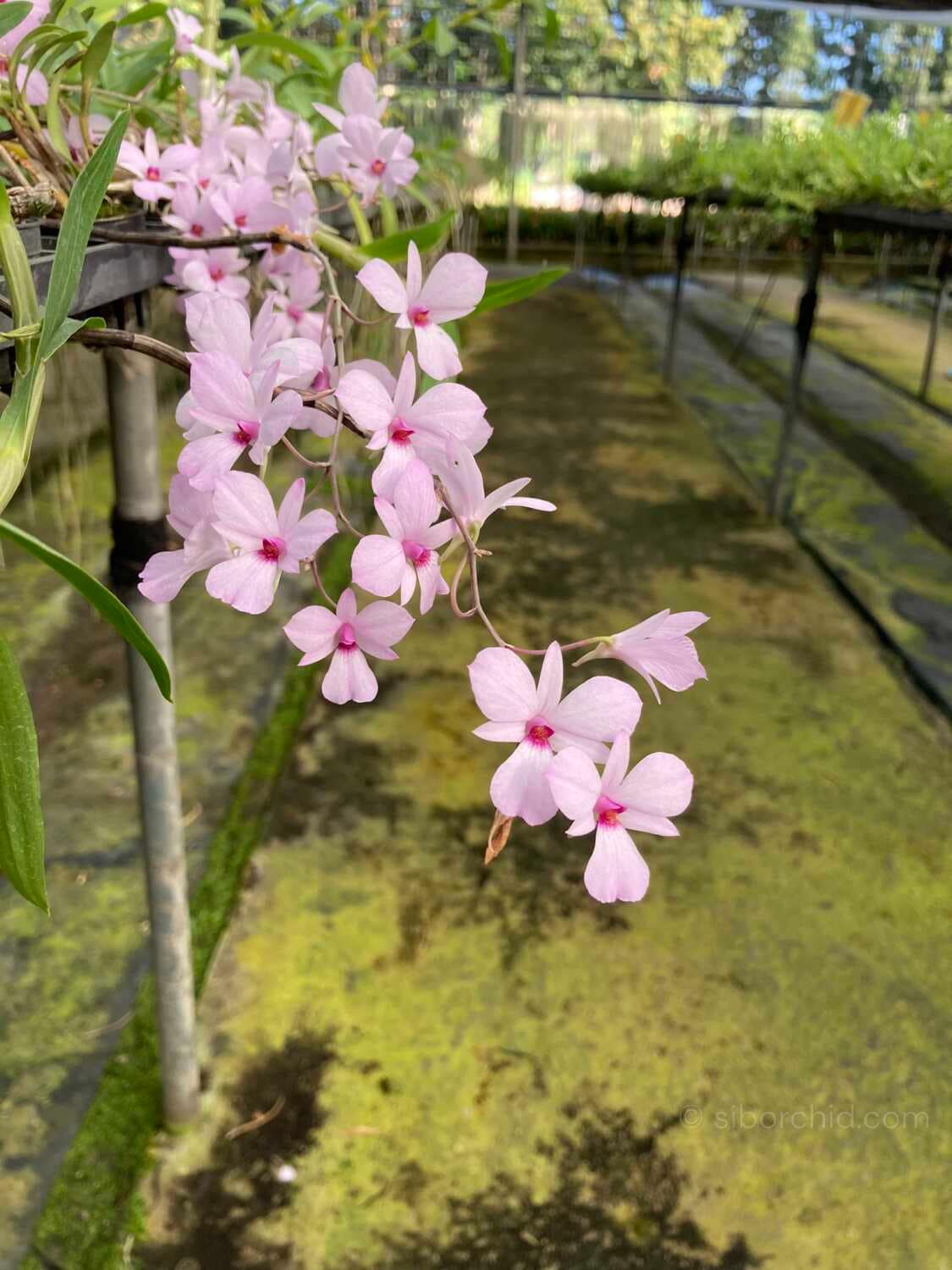 Dendrobium fytchianum Pink (Rare Color) - Dendrobium fytchianum Pink