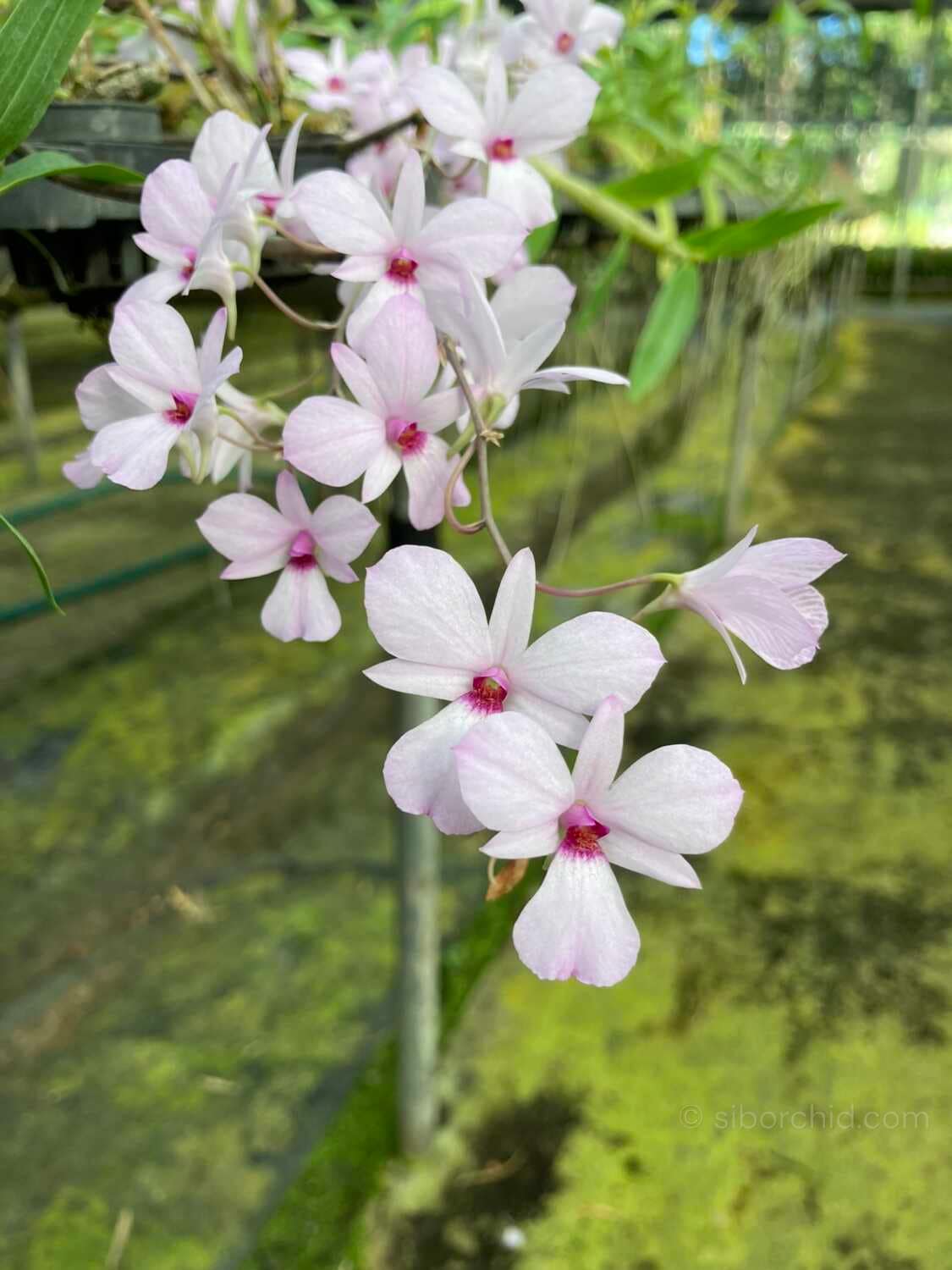Dendrobium fytchianum Pink (Rare Color) - Dendrobium fytchianum Pink