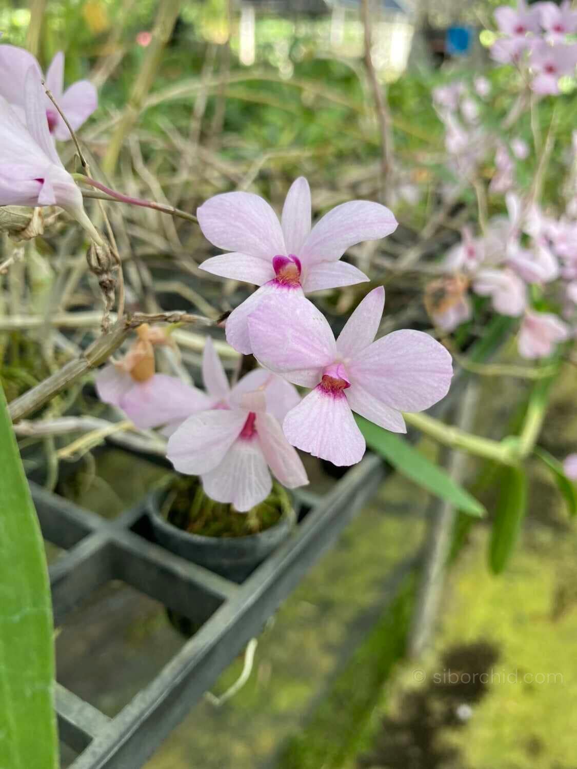 Dendrobium fytchianum Pink (Rare Color) - Dendrobium fytchianum Pink (Rare Color)