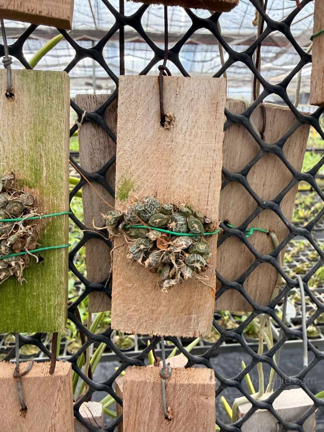 Dendrobium extinctorium - Dendrobium extinctorium