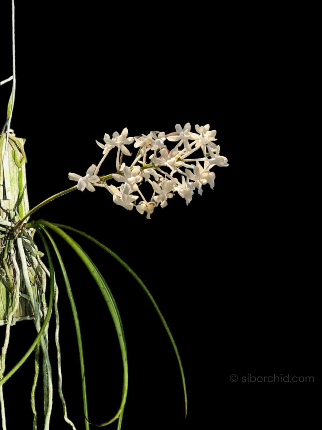 Seidenfadenia mitrata alba - Seidenfadenia mitrata alba