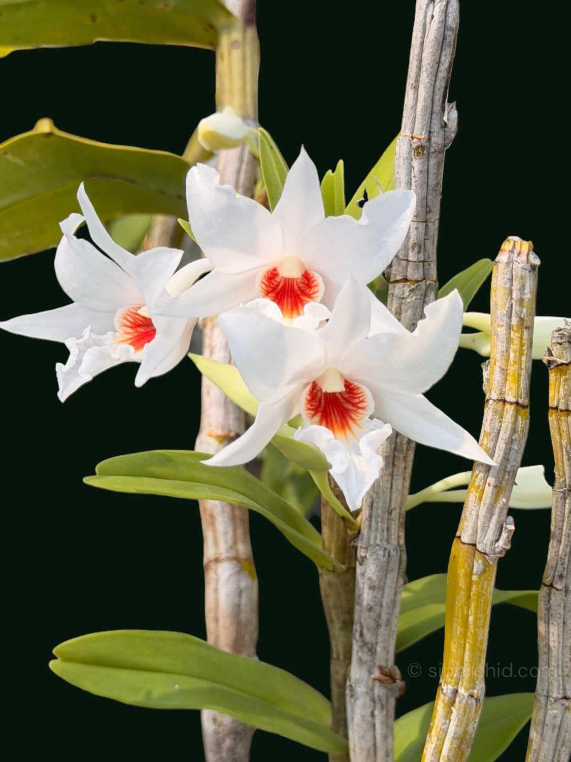 Dendrobium draconis - Dendrobium draconis – Rare Pendant Species Orchid