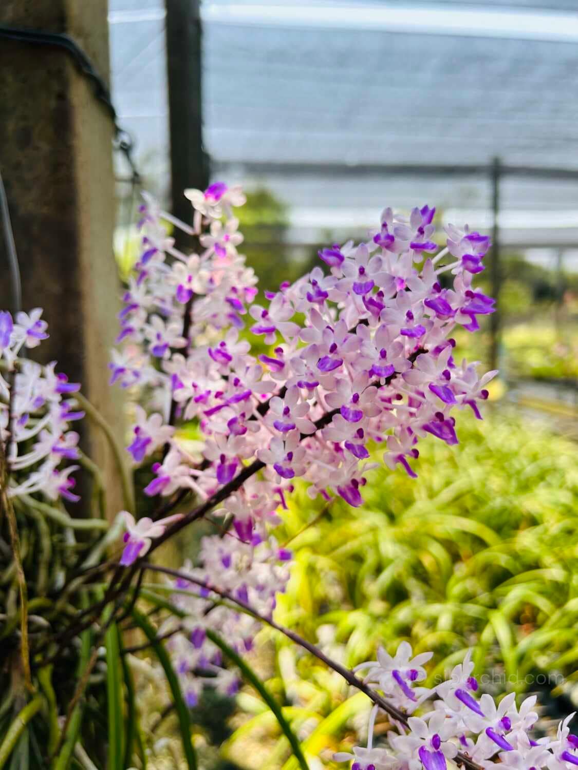 Seidenfadenia mitrata - Image 6