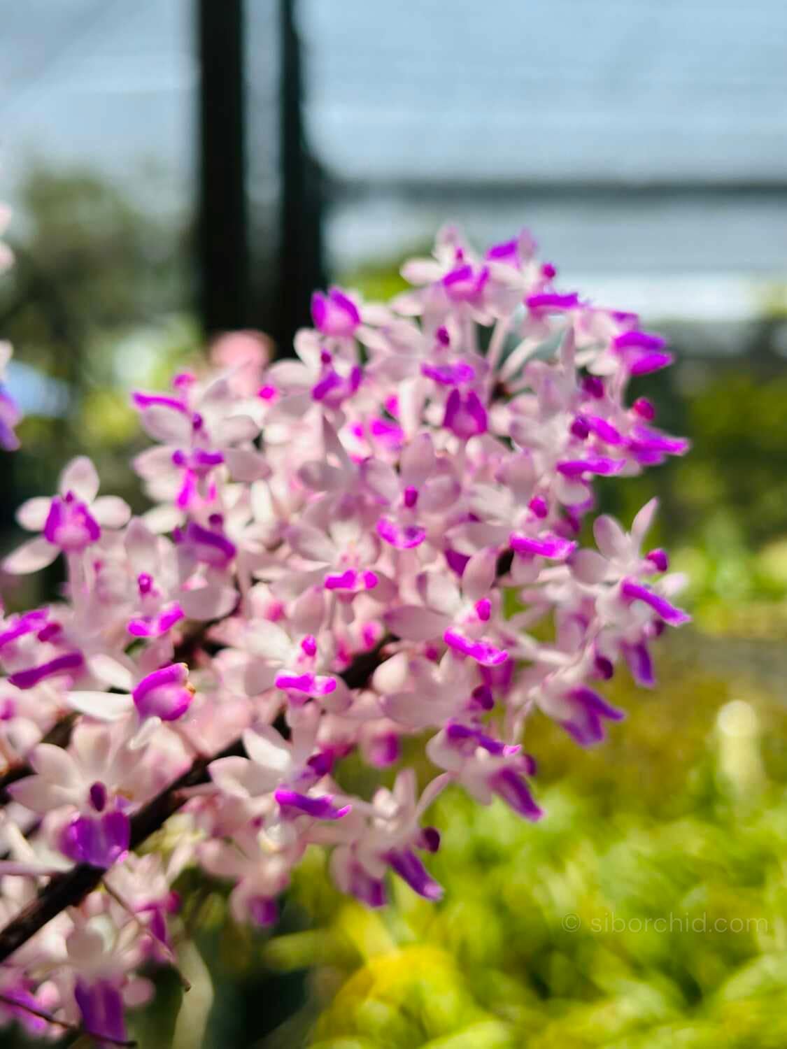 Seidenfadenia mitrata
