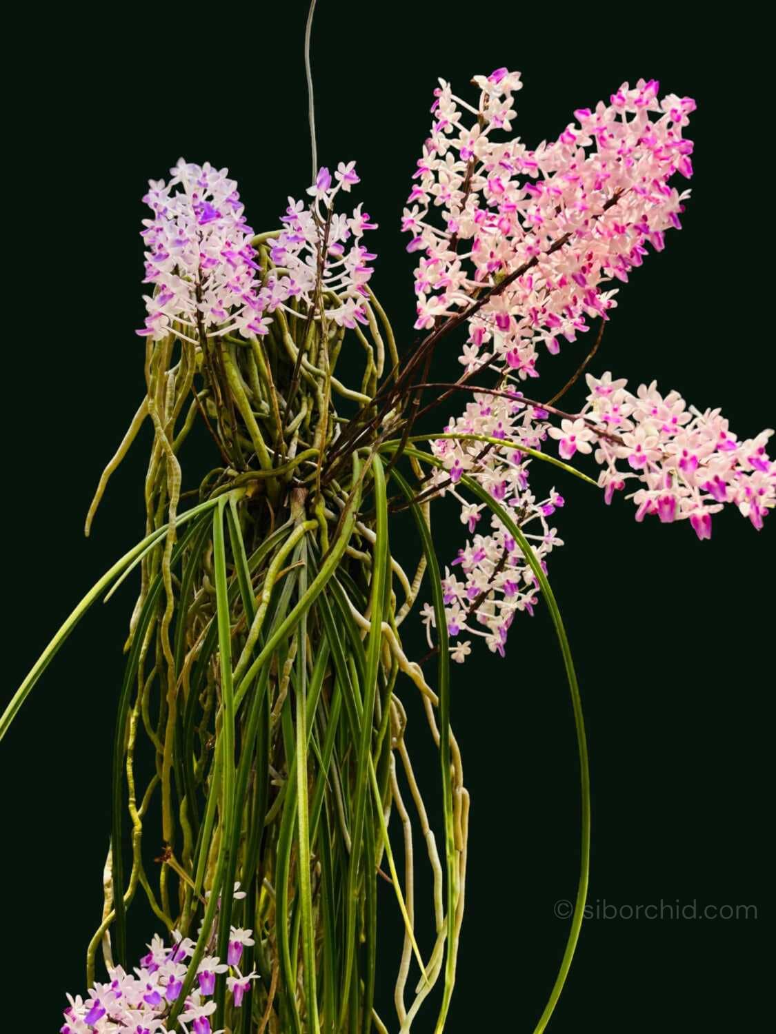 Seidenfadenia mitrata