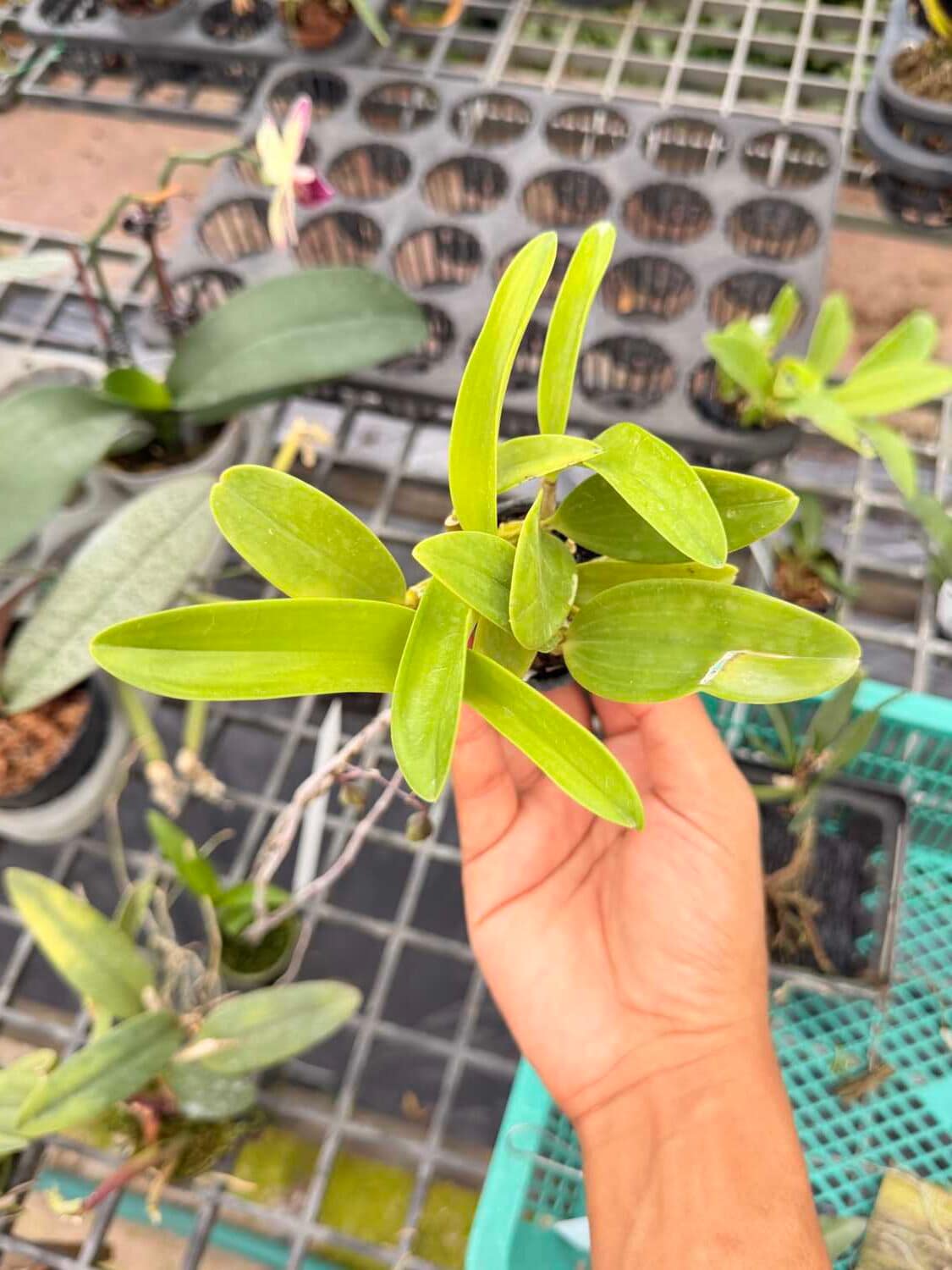 Dendrobium spectabile - Dendrobium spectabile