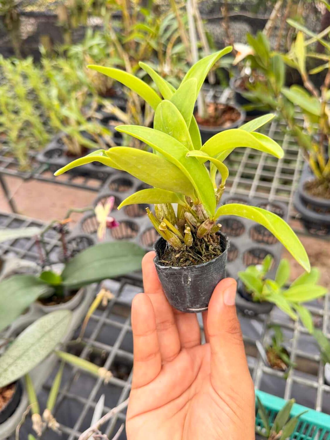 Dendrobium spectabile - Dendrobium spectabile