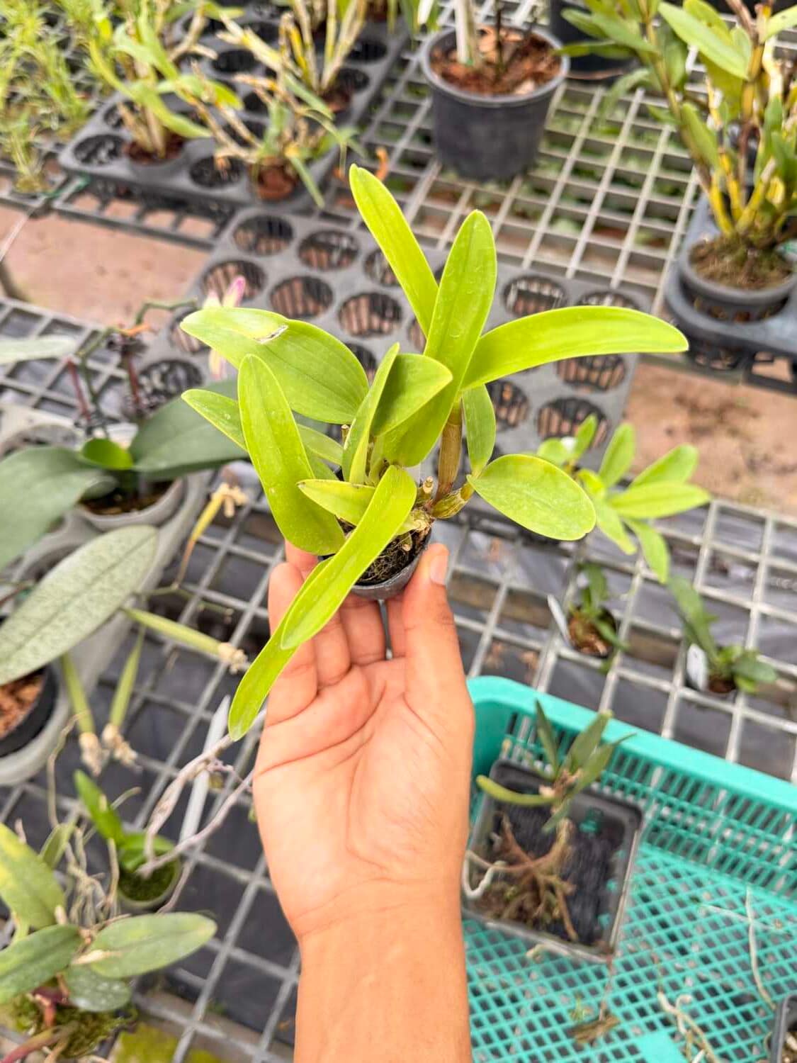 Dendrobium spectabile - Dendrobium spectabile