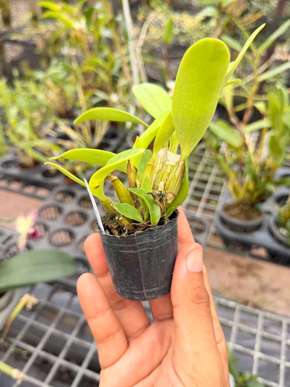 Dendrobium spectabile - Dendrobium spectabile