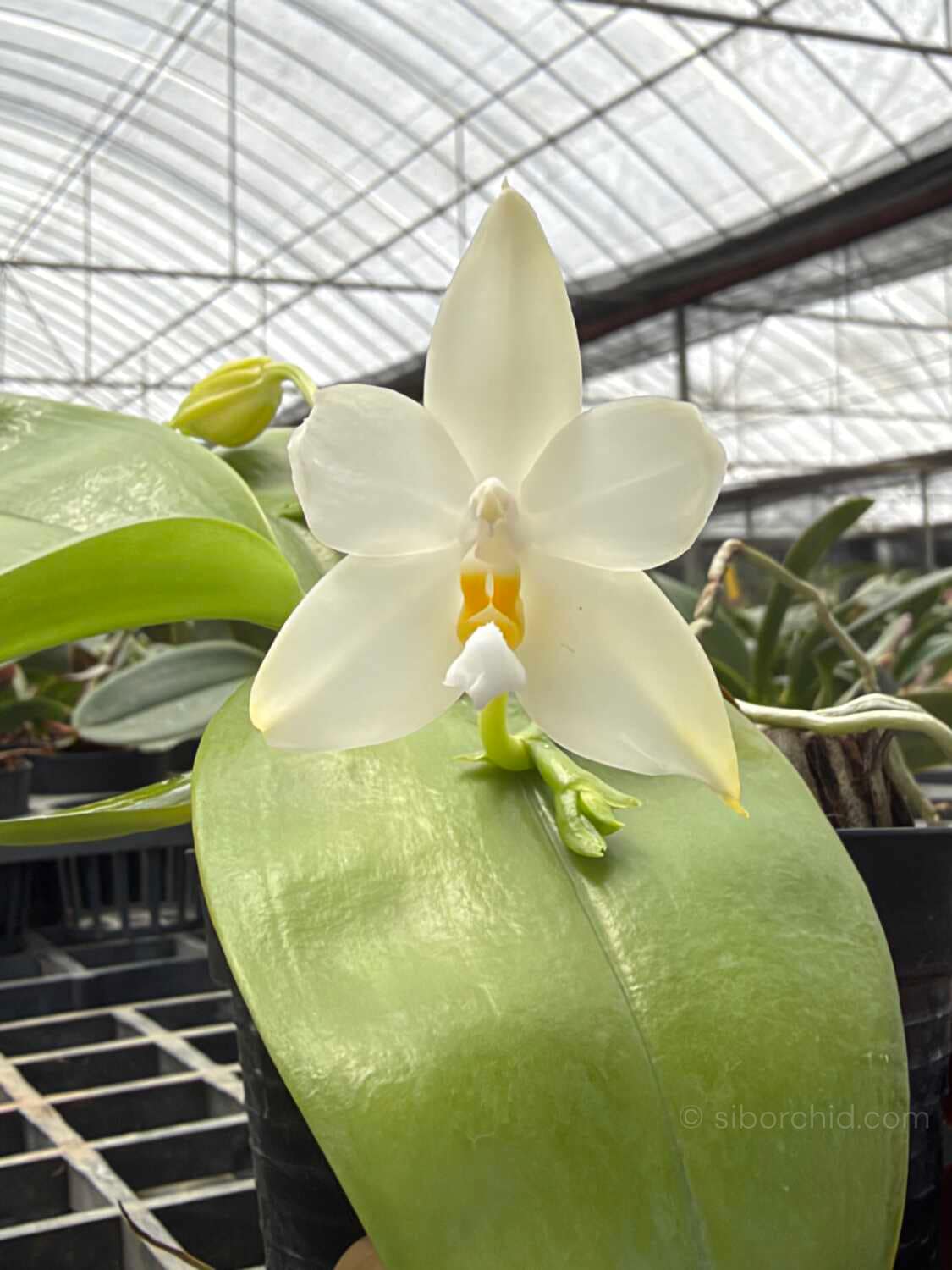 Phalaenopsis bellina Alba - Phalaenopsis bellina alba