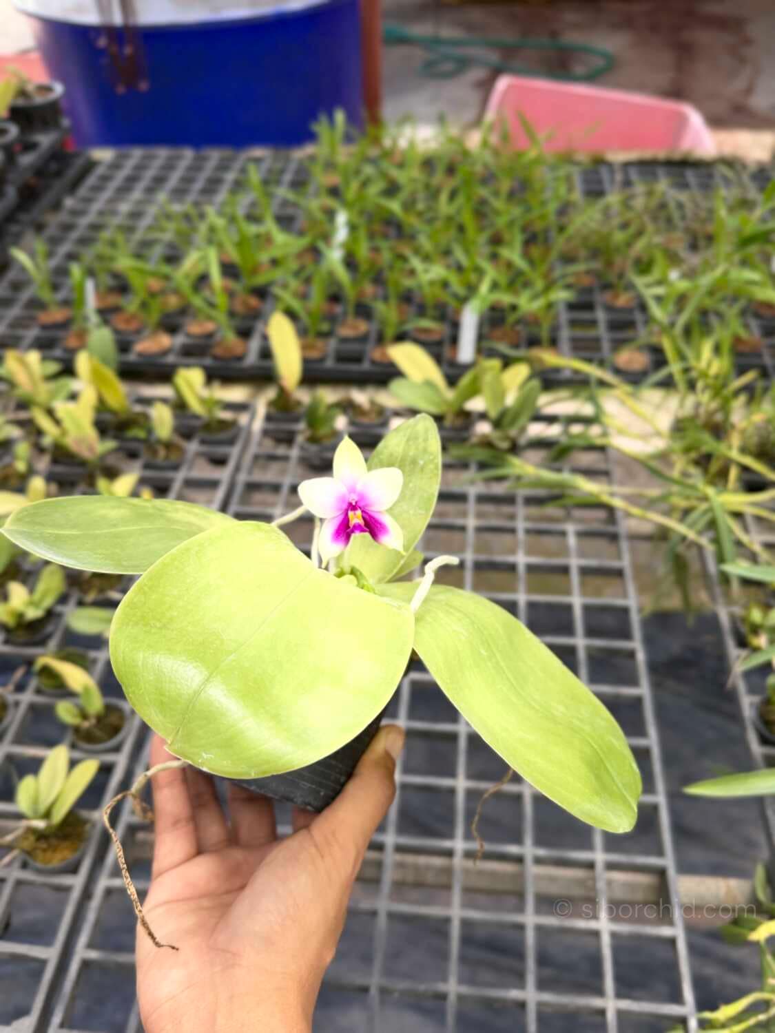 Phalaenopsis bellina - Phalaenopsis bellina
