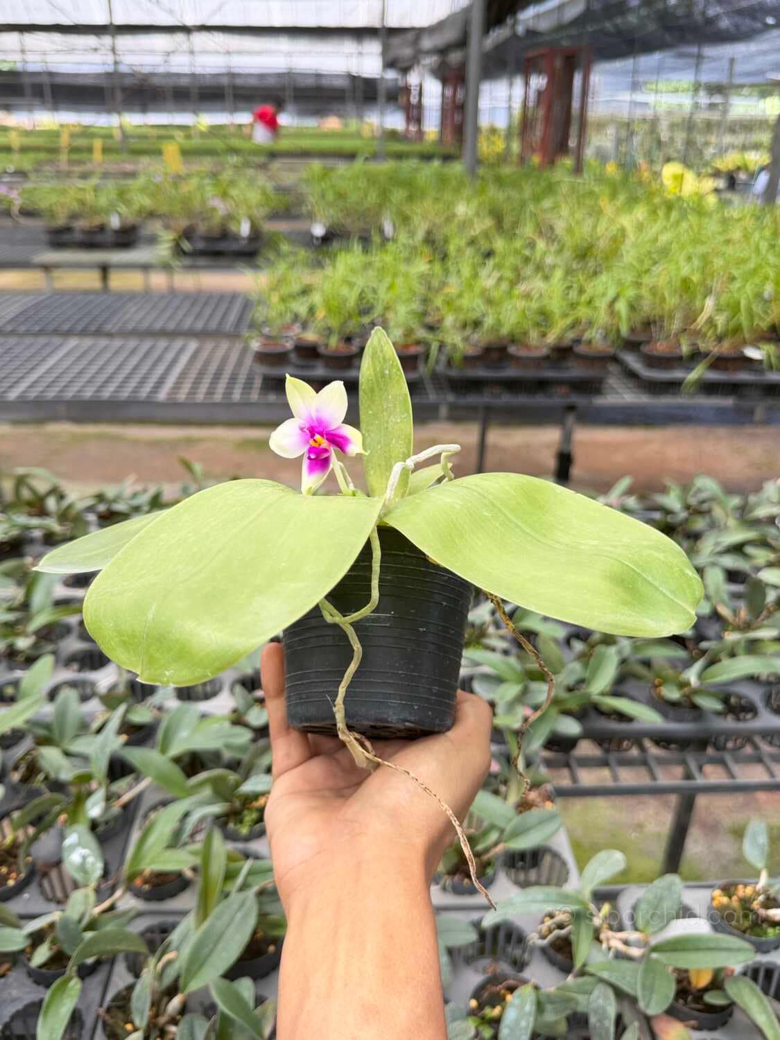 Phalaenopsis bellina - Phalaenopsis bellina,