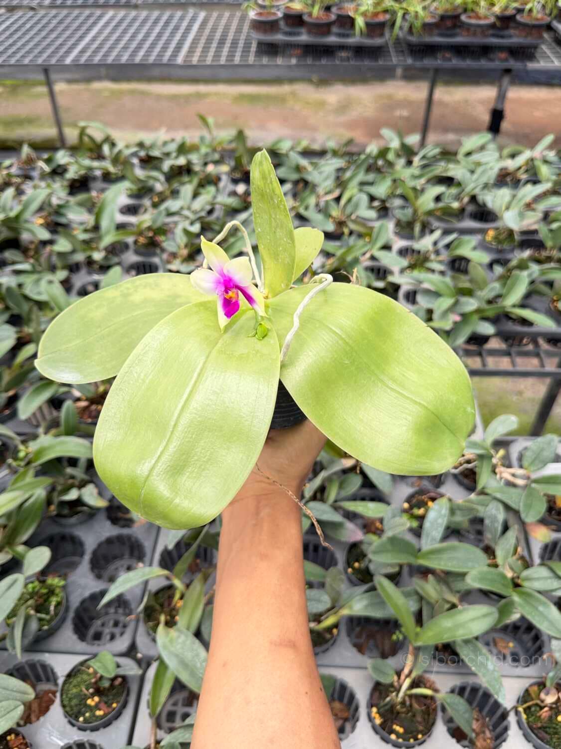 Phalaenopsis bellina - Phalaenopsis bellina,