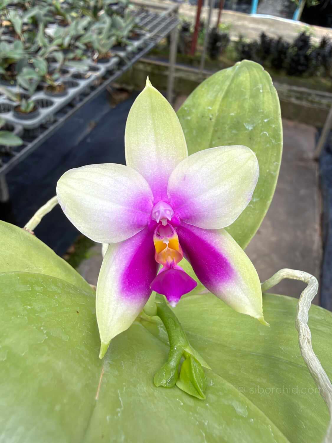 Phalaenopsis bellina - Phalaenopsis bellina,