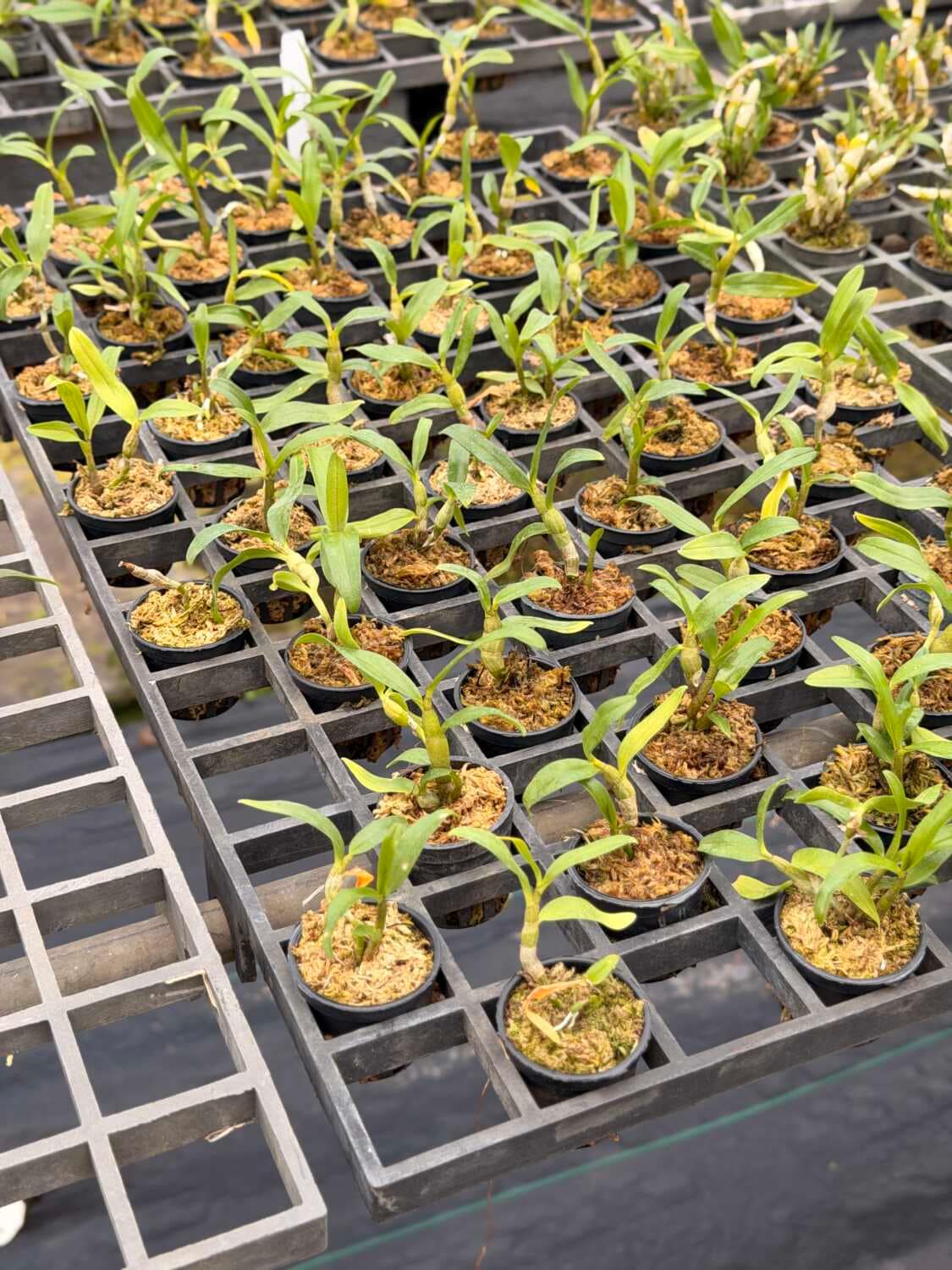 Dendrobium cruentum Orchid Seedlings 10 Plant Set - Dendrobium cruentum