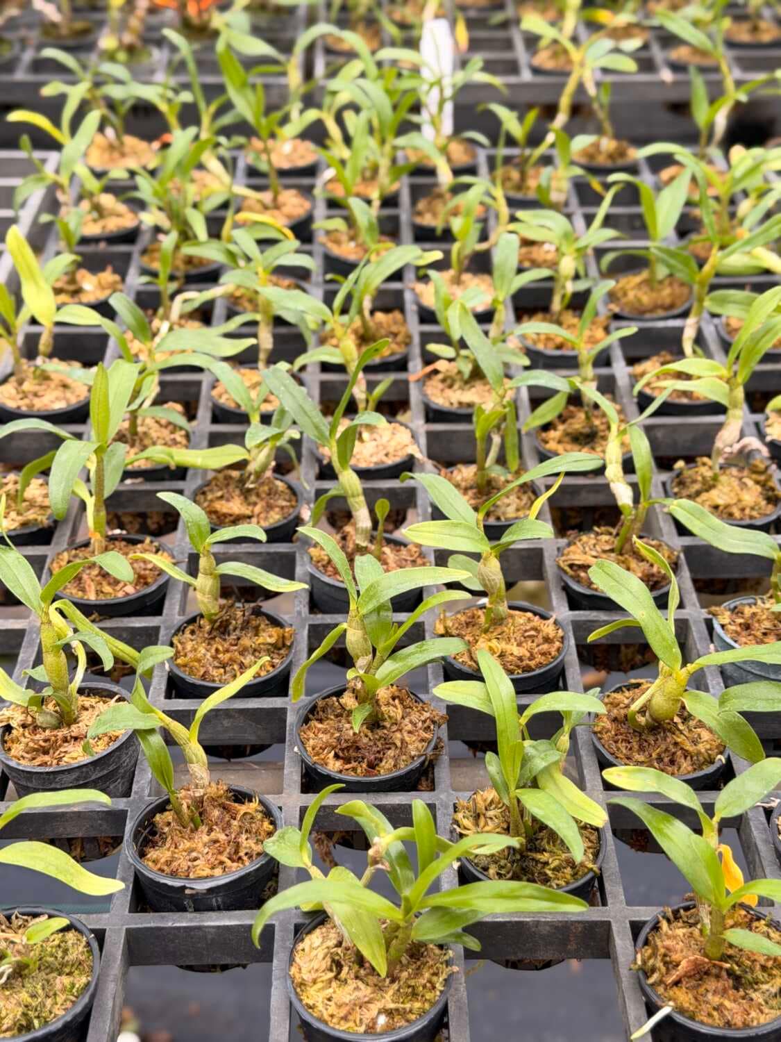 Dendrobium cruentum Orchid Seedlings 10 Plant Set - Dendrobium cruentum