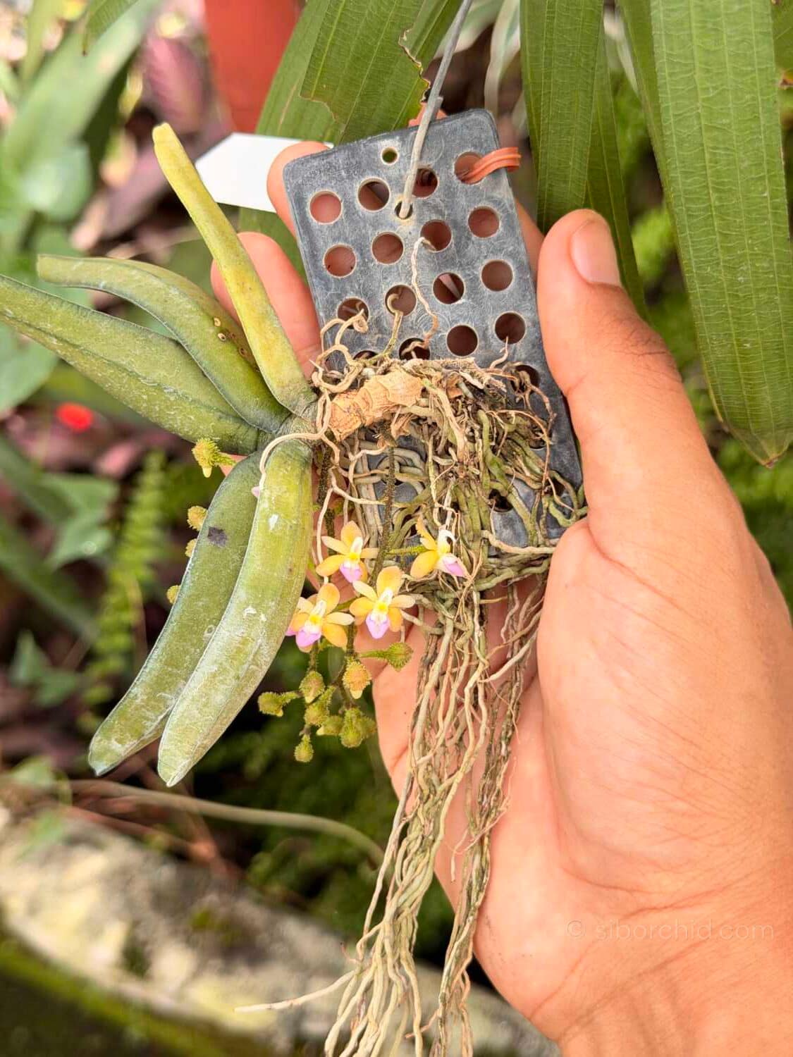 Stereochilus erinaceus - Stereochilus erinaceus