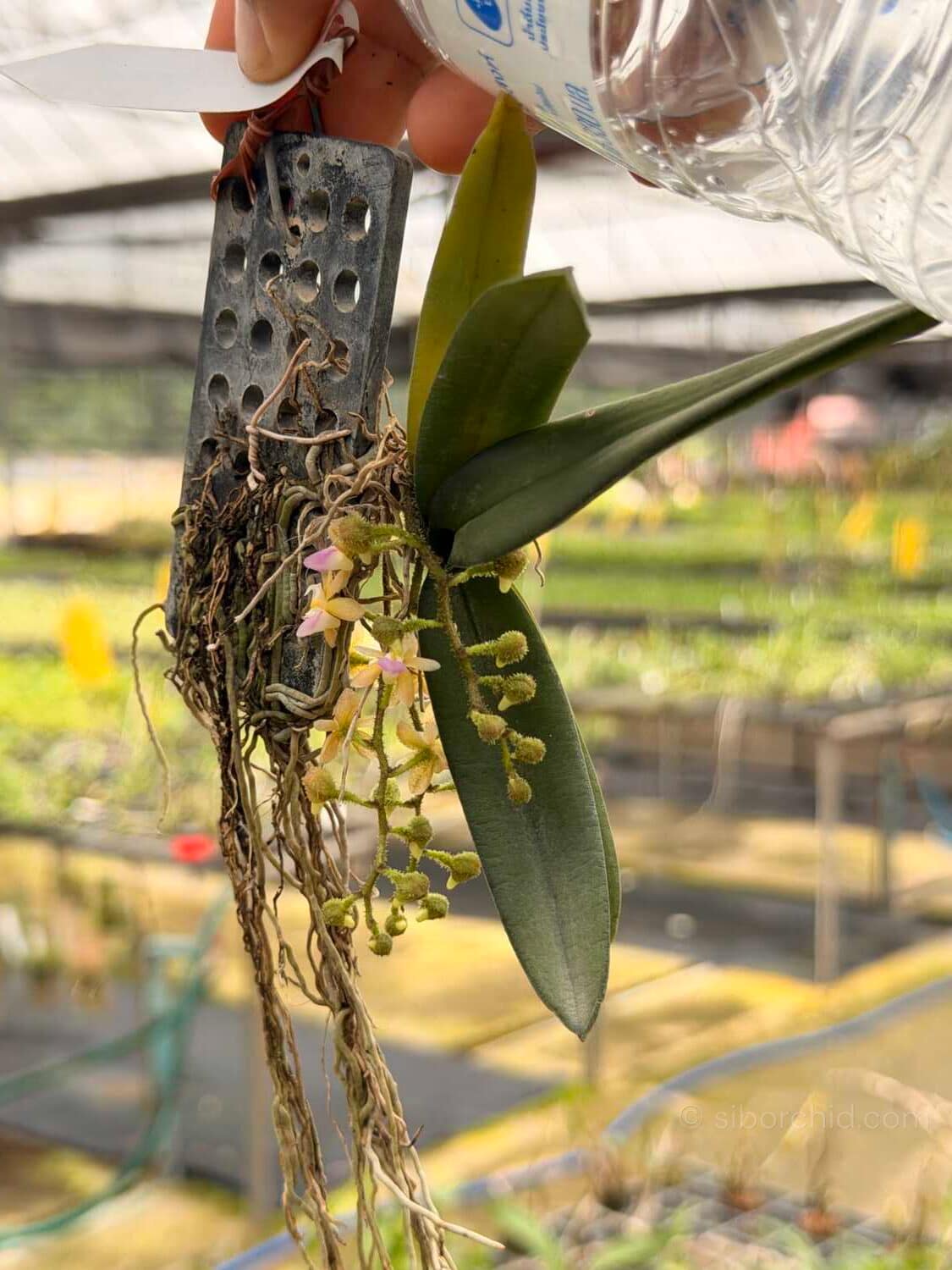 Stereochilus erinaceus - Stereochilus erinaceus