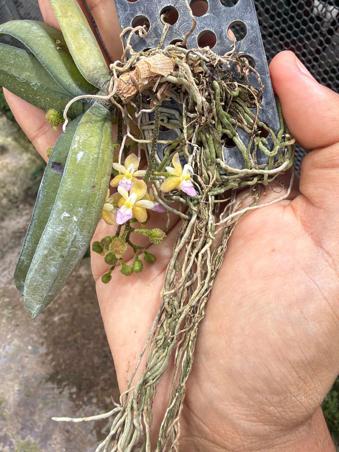 Stereochilus erinaceus - Stereochilus erinaceus