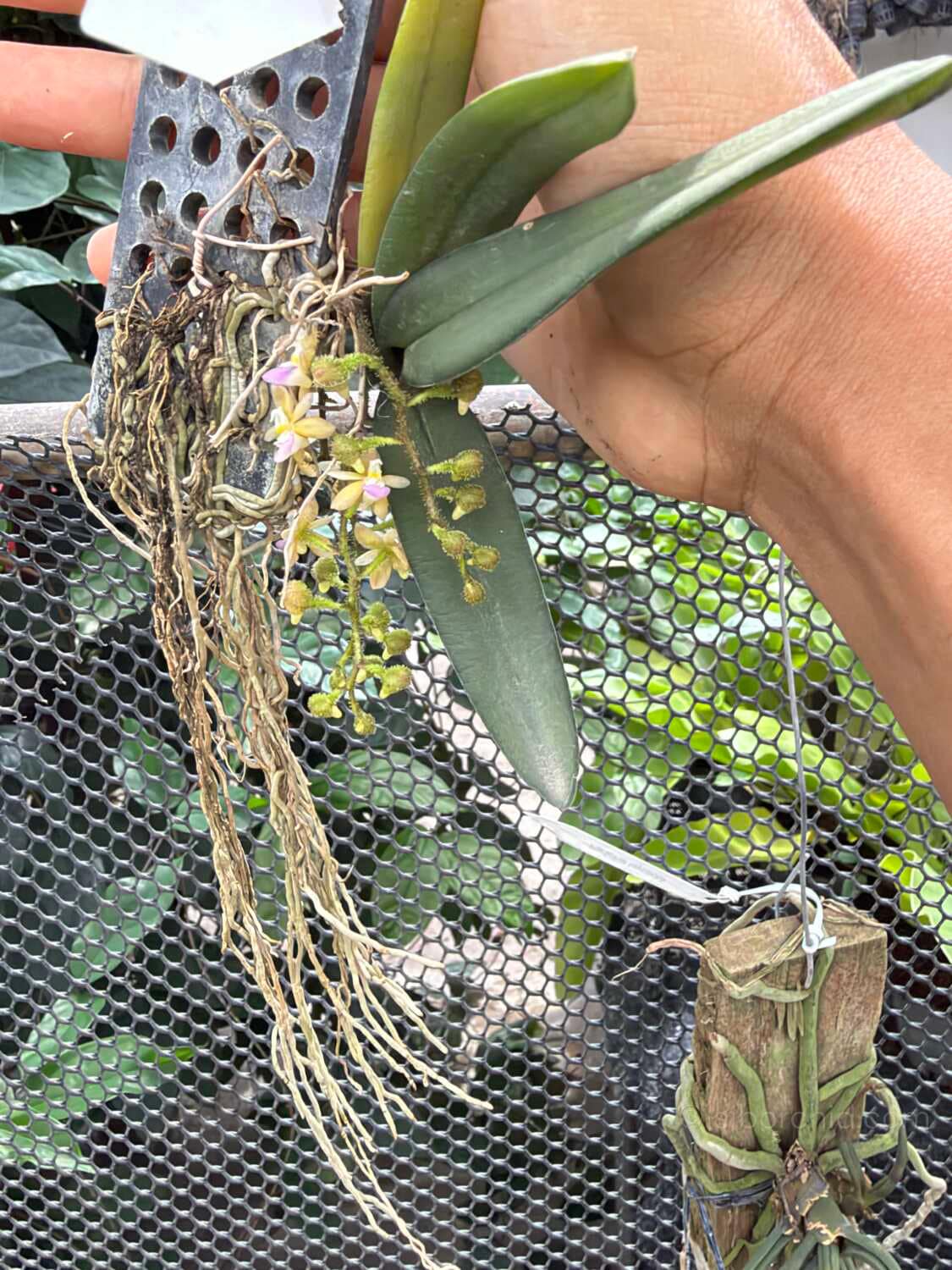 Stereochilus erinaceus - Stereochilus erinaceus