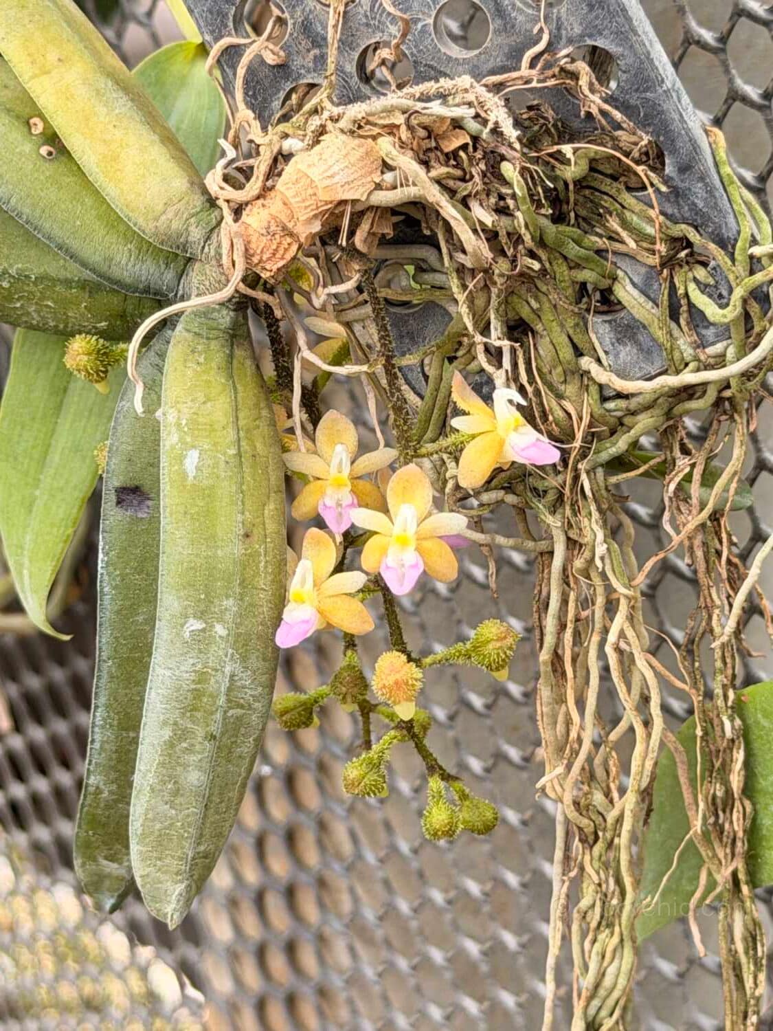 Stereochilus erinaceus - Stereochilus erinaceus