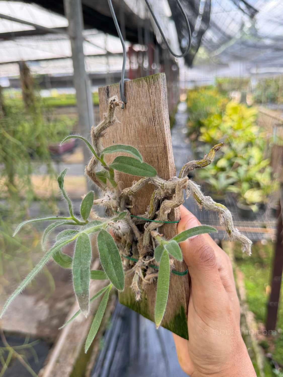 Dendrobium senile (Wood Mounted) - Dendrobium senile